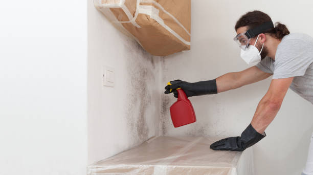 Professional Mold Remediation technician working in Pipersville, PA