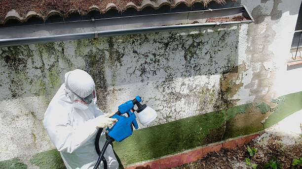 Top rated local Mold Remediation specialists in Pipersville, PA